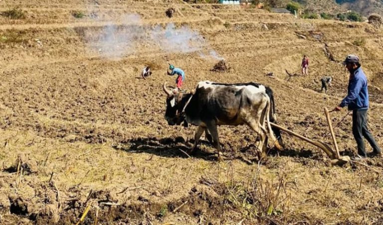 सुदूरपहाडमा मकै रोपाइँको चटारो, खेतबारीमा किसानको चहलपहल